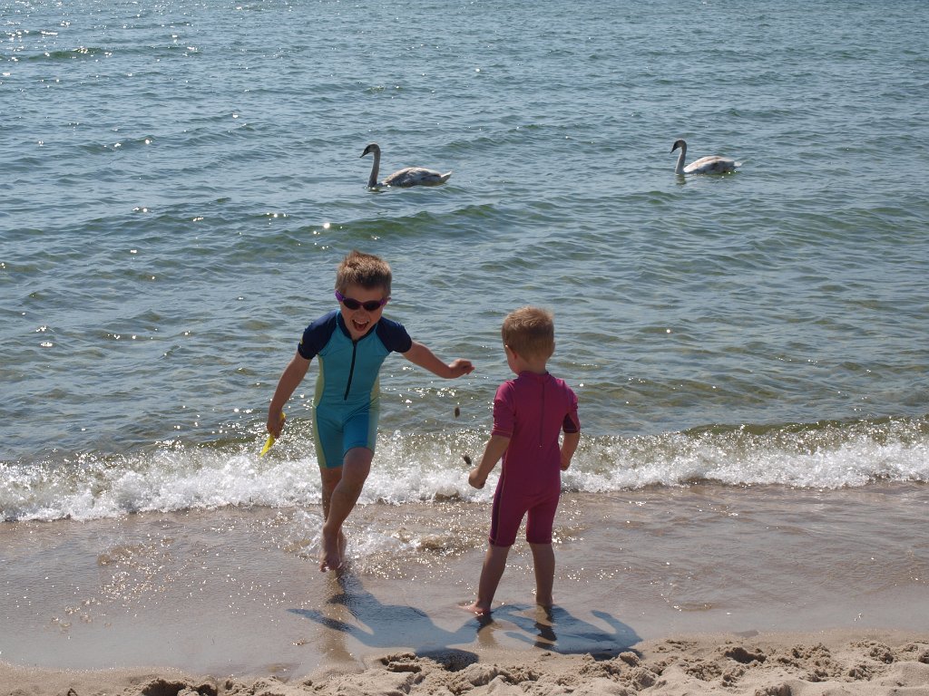 2014-05-23_P5239300.JPG - Dwa łabądki