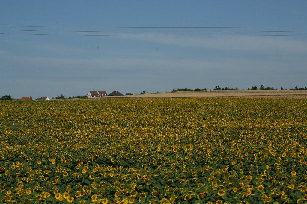 IMG_9726.JPG - Słoneczniki niemal po horyzont